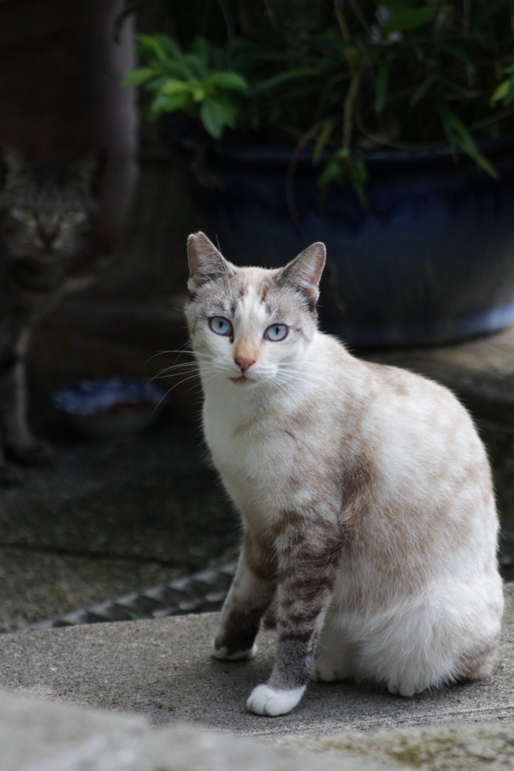 ねこさんぽ。
