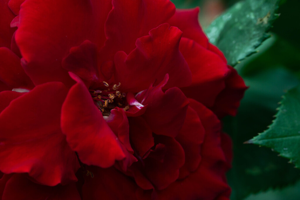 公園の薔薇園にて