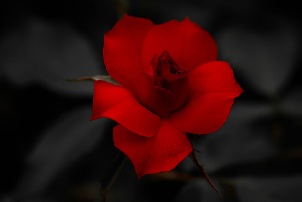公園の薔薇園にて