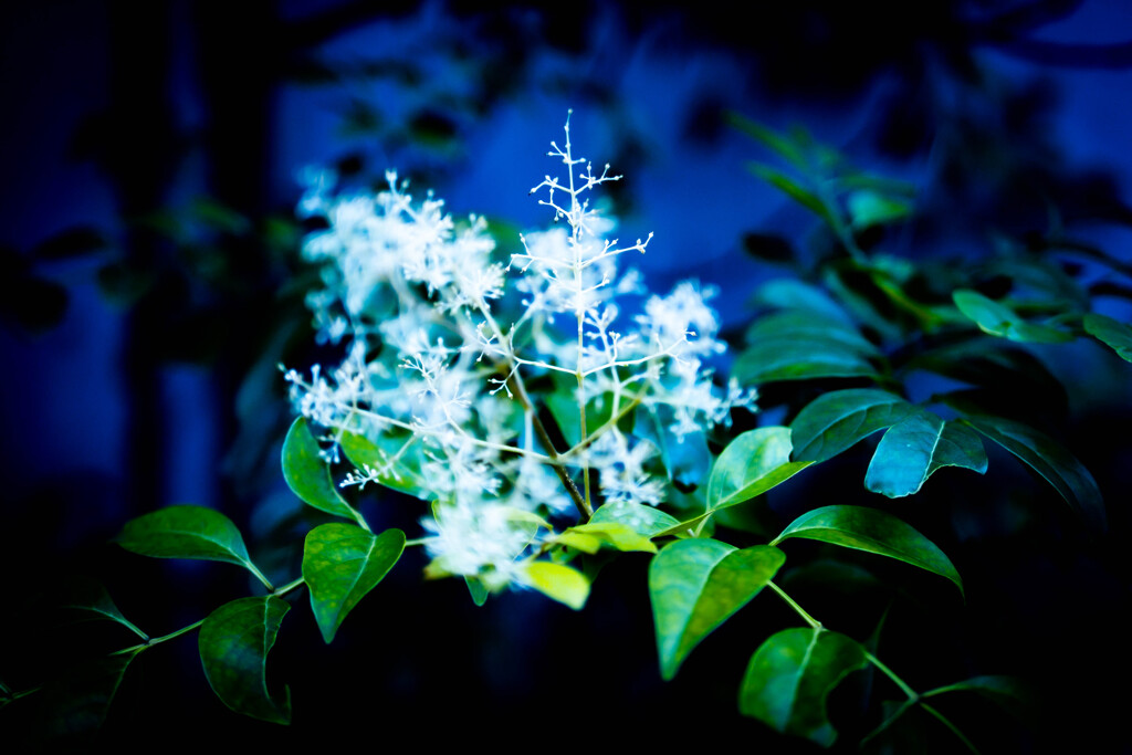 白結晶