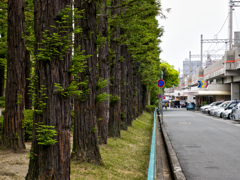 公園散歩　アシンメトリカルカラー