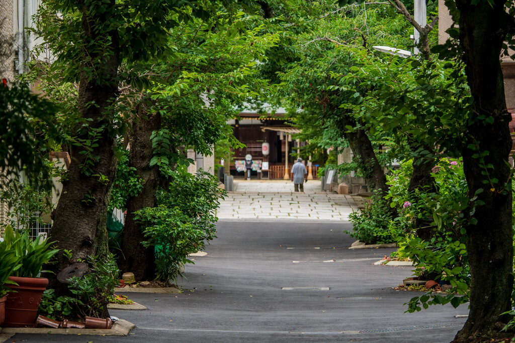 樹木参道