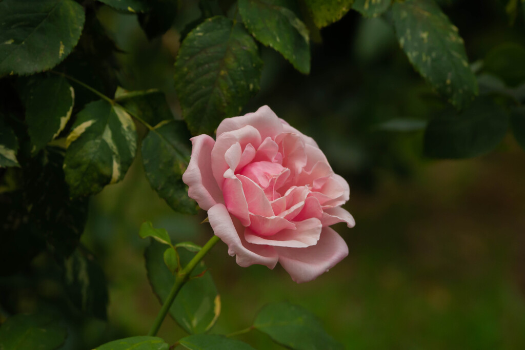 公園の薔薇園にて