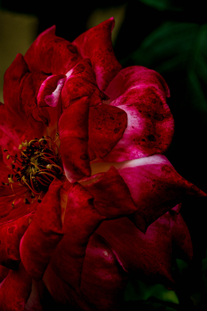 公園の薔薇園にて