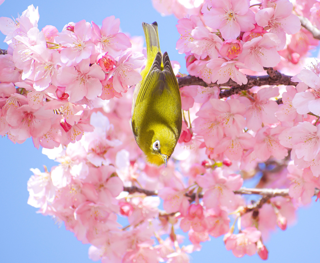 河津桜とメジロ