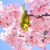 河津桜とメジロ