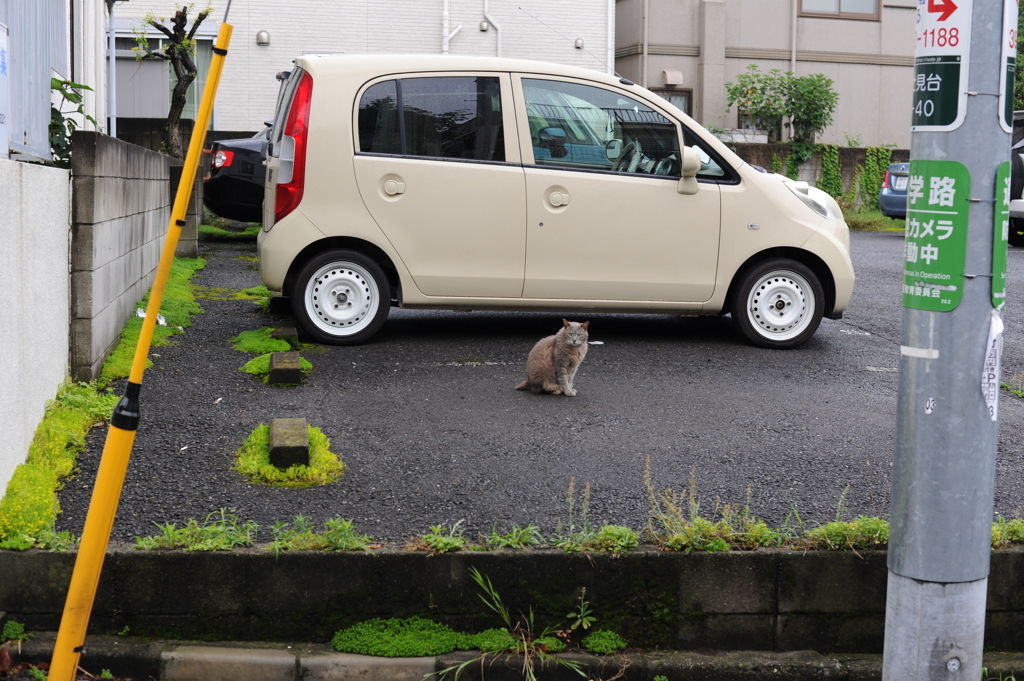 2にゃんこ朝礼　2
