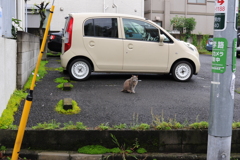 2にゃんこ朝礼　2