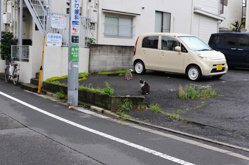 2にゃんこ朝礼　1