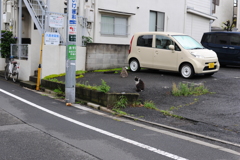 2にゃんこ朝礼　1
