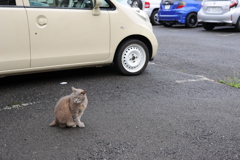 2にゃんこ朝礼 7