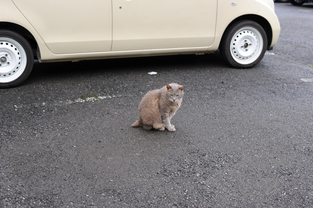 2にゃんこ朝礼　4