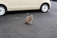 2にゃんこ朝礼　4