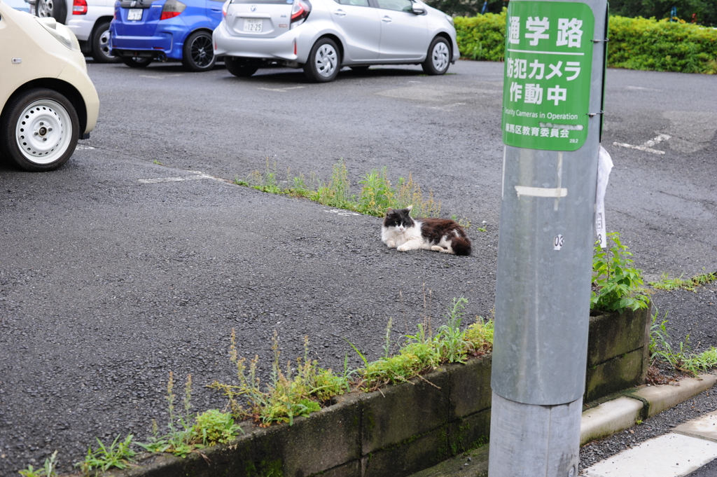 2にゃんこ朝礼　5