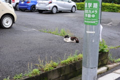 2にゃんこ朝礼　5
