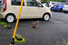 2にゃんこ朝礼　3