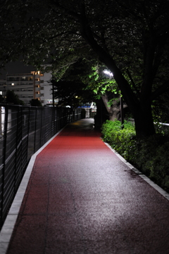 夜の散歩道