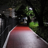 夜の散歩道