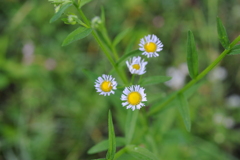 雛菊