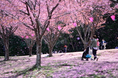 花びら舞う　蜂須賀桜