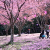 花びら舞う　蜂須賀桜