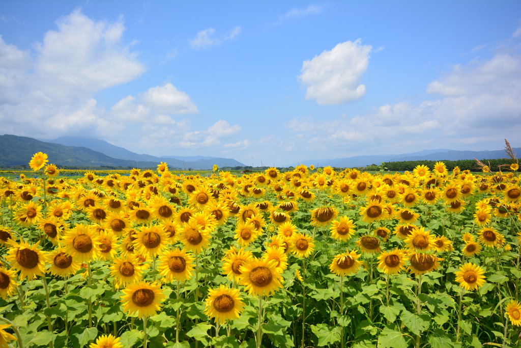 夏だね～