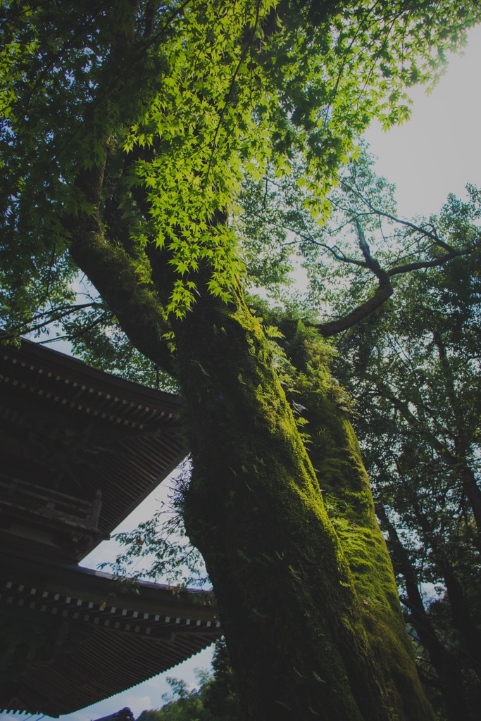谷汲山華厳寺