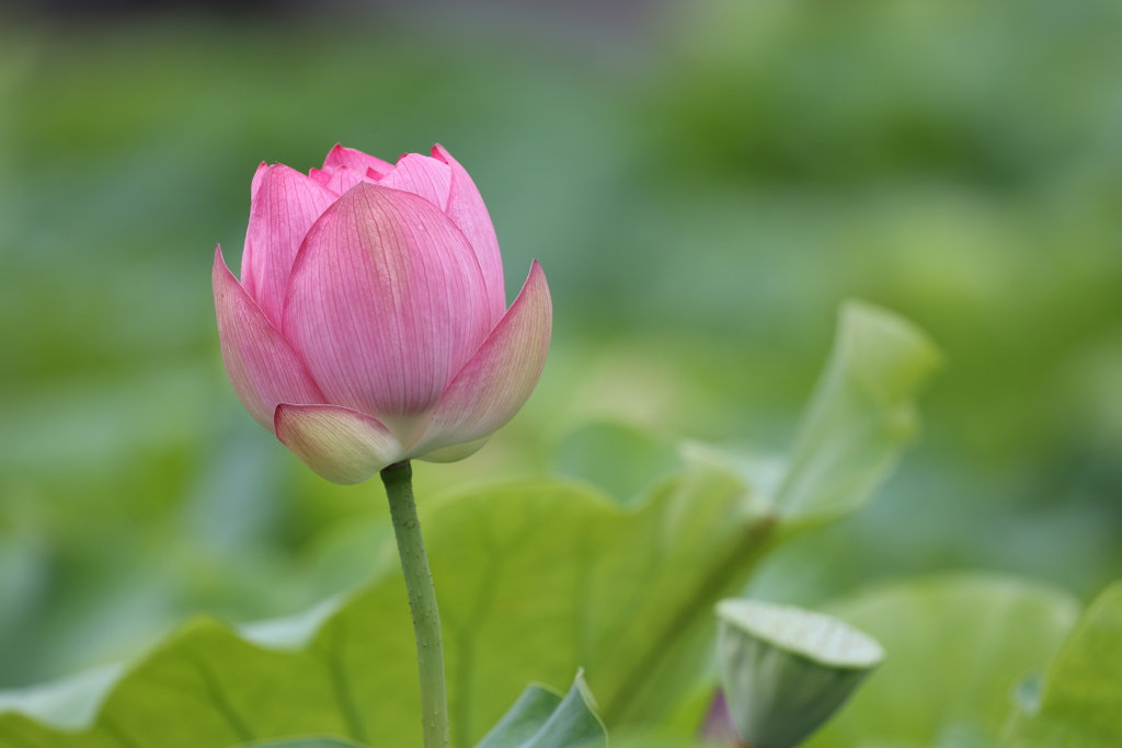 蓮の花