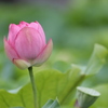 蓮の花