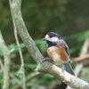 ヤマガラ幼鳥