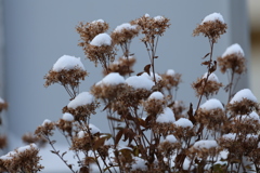 雪 帽子