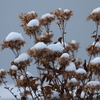 雪 帽子