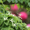 初夏の花木