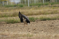 マガンの飛来②