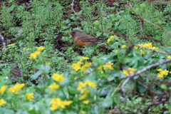 初遠征　野鳥シリーズ⑪