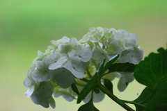 白い紫陽花