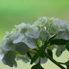 白い紫陽花