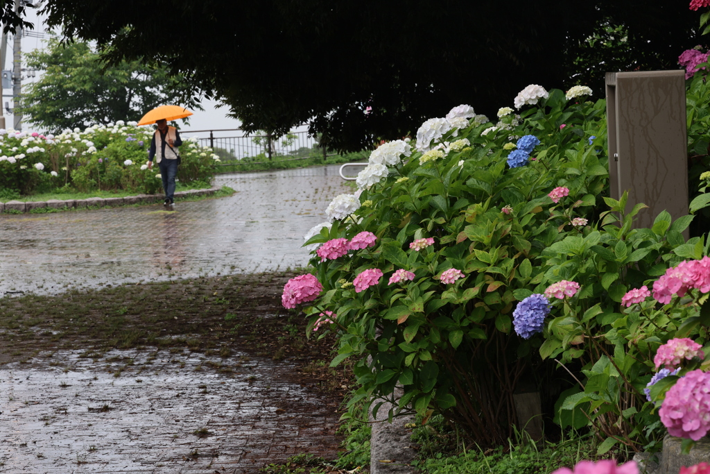 雨の日の紫陽花まつり