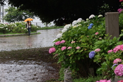 雨の日の紫陽花まつり