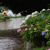 雨の日の紫陽花まつり
