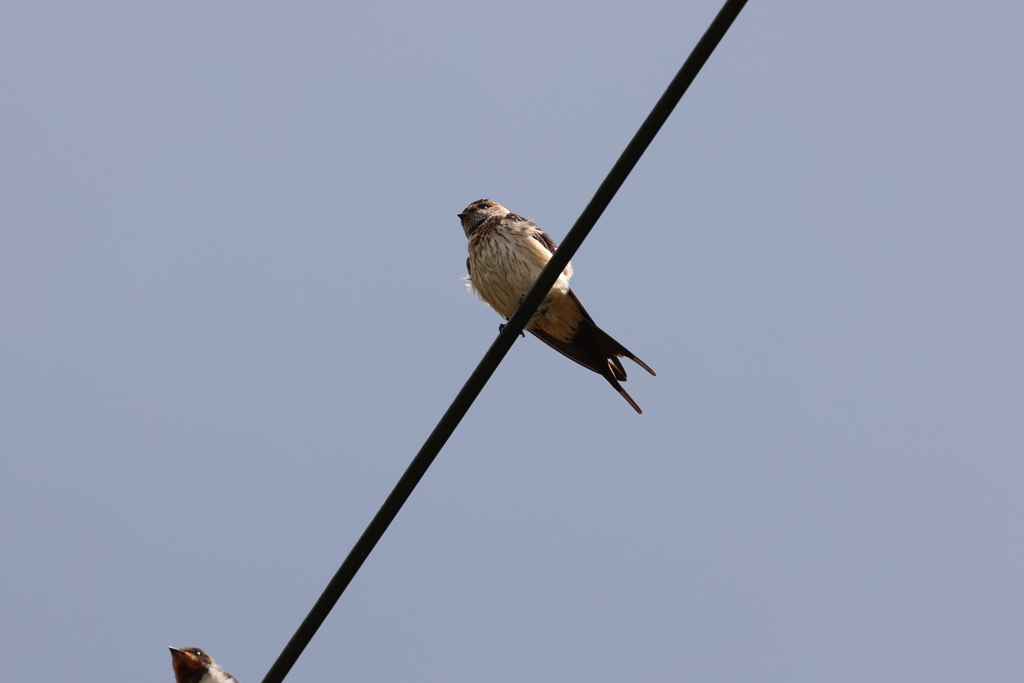 コシアカツバメ