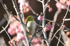 サクジロー
