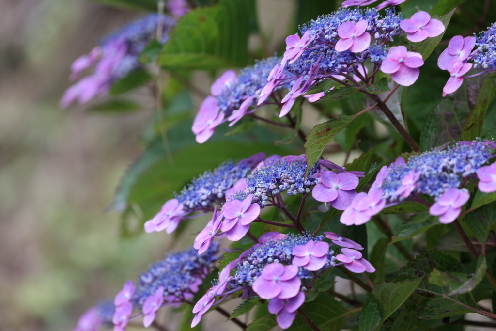 紫陽花