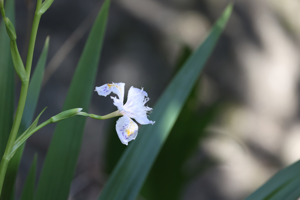 シャガの花