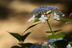 森の紫陽花①