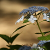 森の紫陽花①