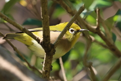 最も身近な鳥 目白さん