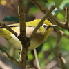 最も身近な鳥 目白さん