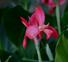 『カンナの花咲けば』