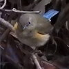 ルリビタキ♀　何処に飛ぼうかな